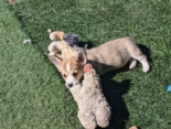 puppy with toy.